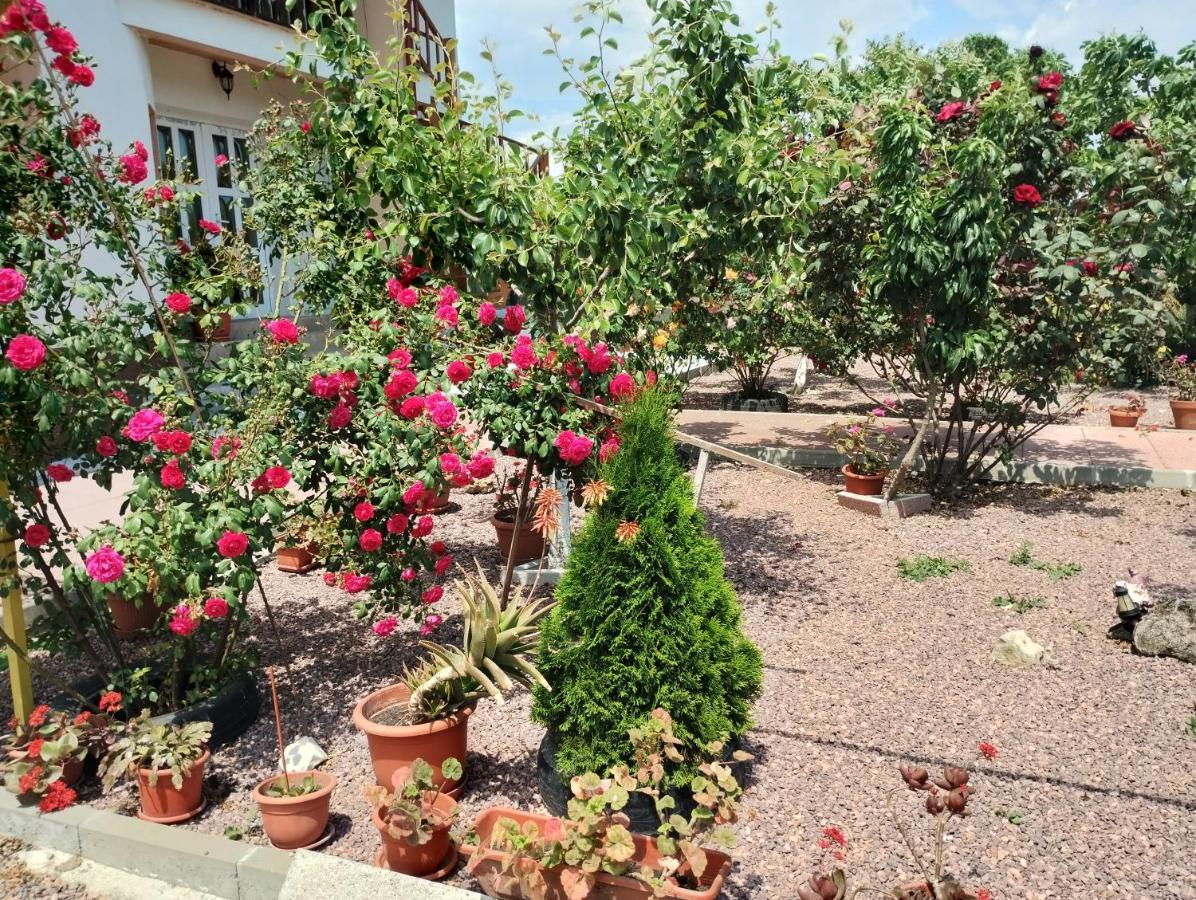 Casa Doina Hotell Douăzeci şi Trei August Exteriör bild
